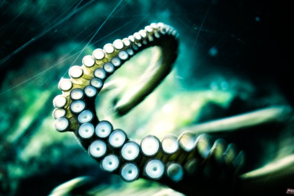 Актуальная ссылка на кракен kraken