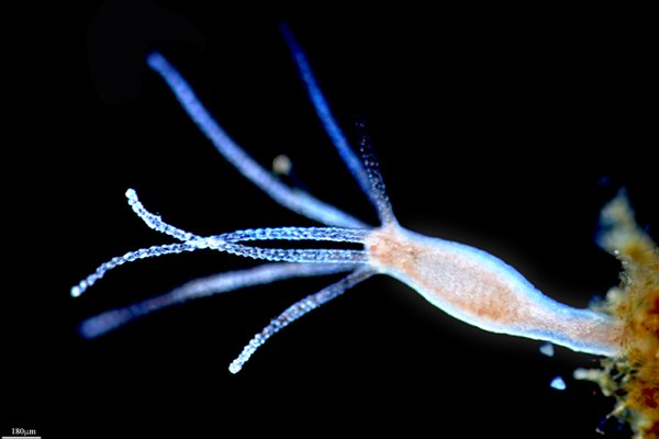 Hydra маркетплейс